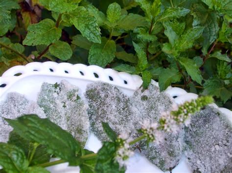 rosemarys sampler crystallized mint leaves