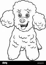 Poodle Coloring Purebred sketch template