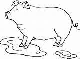 Fettes Schwein Malvorlage Titel sketch template