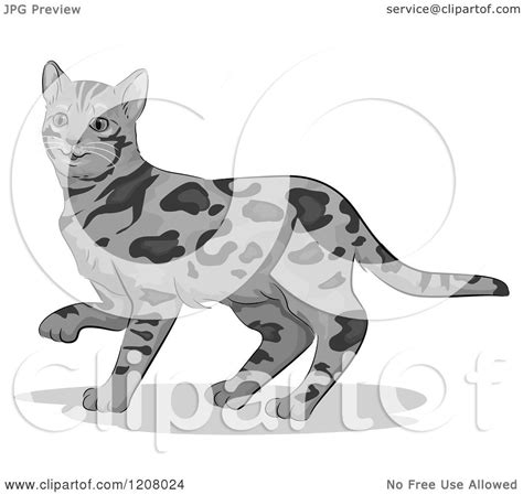 cartoon   cute bengal cat royalty  vector clipart  bnp