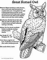 Owl Coloring Horned Pages Great Facts Kids Animal Printable Color Birds Owls Bird Barred Prey Sheets Moon Template Print Patterns sketch template