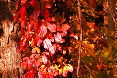 autumn leaves  tree  stock photo public domain pictures