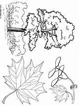 Tree Coloring Maple Pages Printable Recommended Getcolorings Sheet sketch template