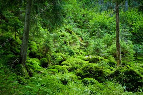 dense evergreen forest stock photo  yarygin