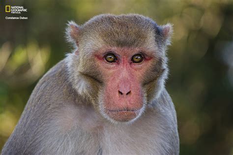 o macaco com mais sex appeal