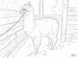Alpaca Coloring Realistic Pages Drawing Printable Mcoloring Draw Llama Sheets Designlooter Animals sketch template