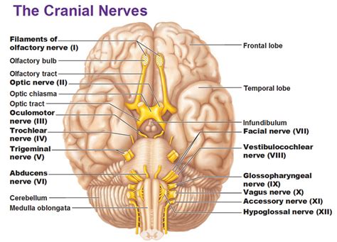 cranial nerves themdhub