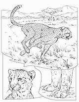 Cheetah Coloring Pages Coloringpages1001 Kolorowanki sketch template