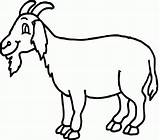 Gambar Mewarnai Kambing Hewan Binatang Belajar Sketsa Anak Tumbuhan Paud Pilih Papan Sheep sketch template