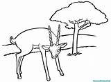 Antilope Antelop Mewarnai Coloriage Halaman Semua Bentuk Coloriages sketch template
