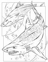 Tiger Megalodon Coloring Shark Pages Printable Sharks Drawing Print Coloriage Color Requin Getcolorings Colorin Book Getdrawings Tattoo Books Popular Deviantart sketch template