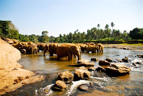 Pinnawala Elephant Orphanage Sri Lanka Elephant