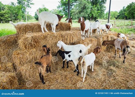goats  farm royalty  stock images image