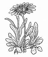 Calendula Flower Drawing Coloring Aster Pages Color Getdrawings sketch template