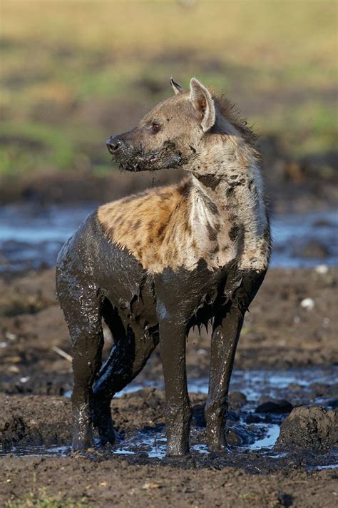 images  hyena fan club  pinterest  kids kruger