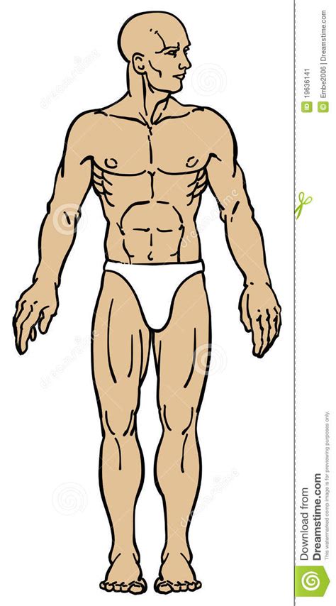 male body anatomy stock vector illustration of