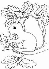 Herbst Ausmalbilder Ausdrucken Malvorlagen Vorlagen Ausmalen Katze Malvorlage Vorlage Colorat Erntedank Squirrel Drucken Fise Kinderzimmer Drachen Erwachsene Ausmalbild Igel Eichhörnchen sketch template