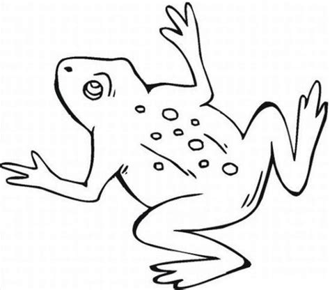 blank pics   frog coloring pages