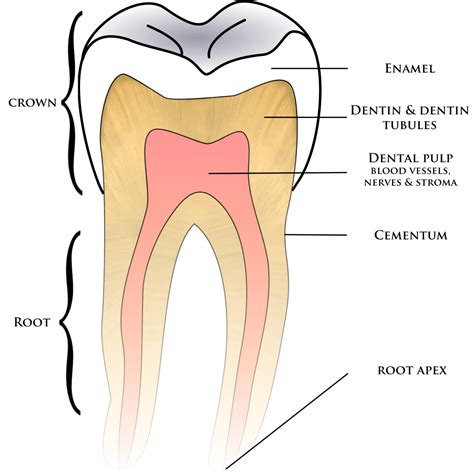 dental  oral anatomy star dental assisting school