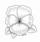 Flower Digi Coloring Printable Pansy Cards Template Anne Colouring Pages sketch template