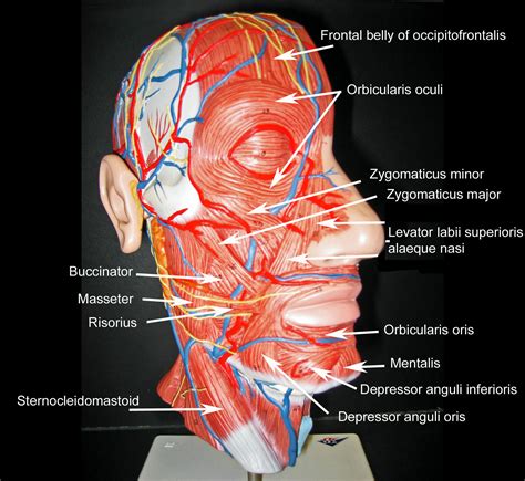 blank muscle diagram head world  reference