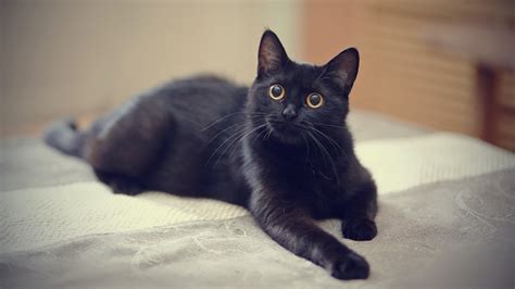 8 Fascinating Facts About Black Cats Because They Re Not