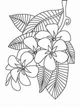 Coloring Flower Pages Plumeria Drawing Frangipani Line Tracing Adults Printable Peony Drawings Colouring Color Floral Columbus Sheets Vase Kid Painting sketch template