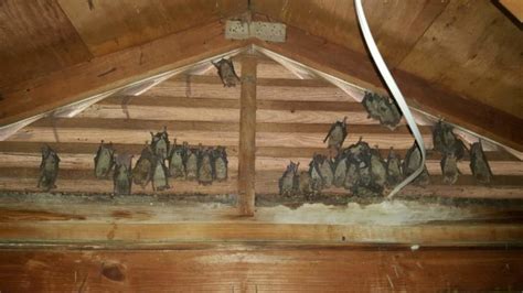 bats   attic xceptional wildlife removal