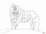 Mandrill Coloring 2048 1536px 93kb Drawings sketch template