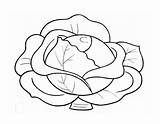 Cabbage Coloring Pages Print Kids Vegetables Color Getdrawings sketch template