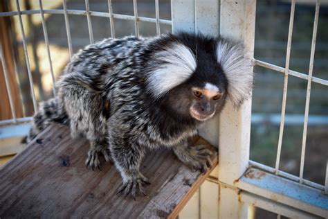 marmoset monkey