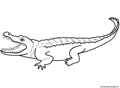 reptiles  amphibians coloring pages coloring pages
