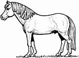 Pferd Pferde Ausmalbild Fohlen Vorlagen Malvorlage Shetty Filly Inspirierend Skizze Einhorn sketch template