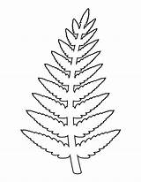 Fern Template Pattern Outline Coloring Leaves Leaf Stencil Stencils Clipart Printable Drawing Flowers Patternuniverse Flower Use Paper Crafts Templates Patterns sketch template