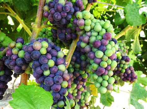 climate change  california vintners rethinking grapes npr