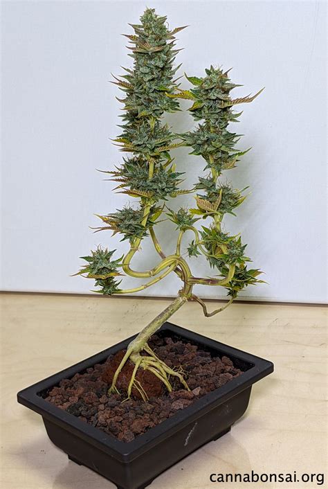 ive  growing tiny cannabis plants   super fun rhouseplants
