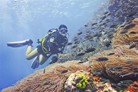 Where To Dive In Thailand According To The Pros Diving Nature