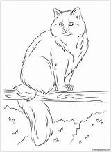 Coloring Cat Pages Cats Ragdoll Tree Siberian Printable Sits Drawing Himalayan Color Supercoloring Footed Ferret Animals Kids Select Category Getdrawings sketch template