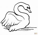 Coloring Swan Swans Disegni Colorare Cigni Cigno Mute sketch template