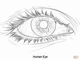 Eye sketch template