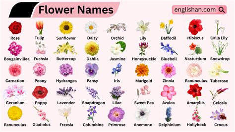 flowers names  english  pictures englishan