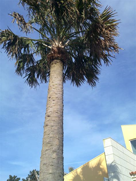 tall sabal palmetto discussing palm trees worldwide palmtalk