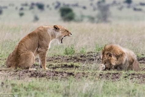 Lion Cowers Behind His Paw After Telling Off From Lioness