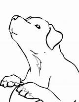 Coloring Labrador Pages Lab Retriever Dog Puppy Printable Golden Kids Yellow Simple Drawing Chocolate Color Coloring4free 2021 Print Shorthaired Pointer sketch template