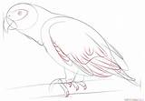 Parrot African Grey Draw Drawing Step sketch template