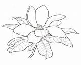Magnolia Designlooter Magnolias Nic Visitar Chickadee Lebrun Squidoo Tattoodaze Ift sketch template