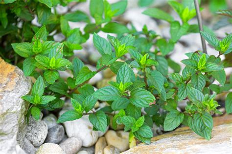 chocolate mint plant plant care growing guide