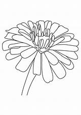 Coloring Pages Flowers Zinnia Flower Lily Printable Parentune Beautiful sketch template