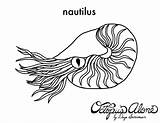 Nautilus Coloring Drawing Shell Tattoo Pages Life Line Colouring Pupae Designlooter Shells Painting Printable Getdrawings Crabs Peacock Feather Jellyfish Sm sketch template
