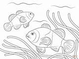 Clownfish Ikan Mewarnai Clownfisch Ocellaris Ausmalbild Ausdrucken sketch template